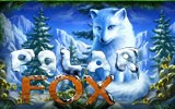 Polar Fox